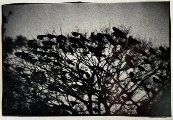 Masahisa Fukase, Kanazawa, from Solitude of Ravens, 1977
