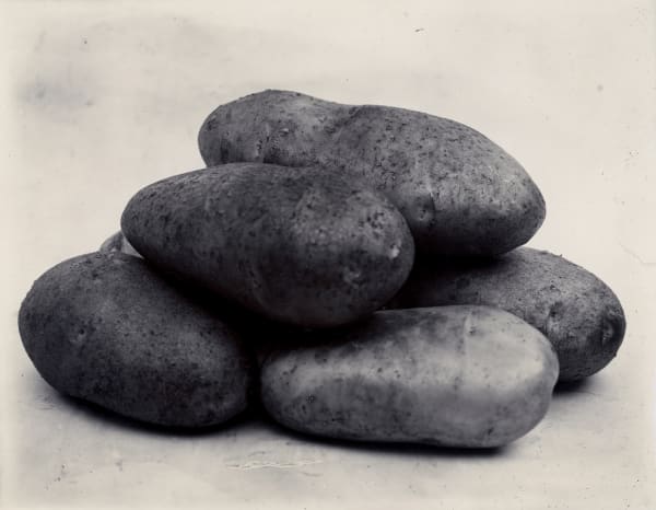 Charles Jones, Potato Finlay’s Majestic, c.1900