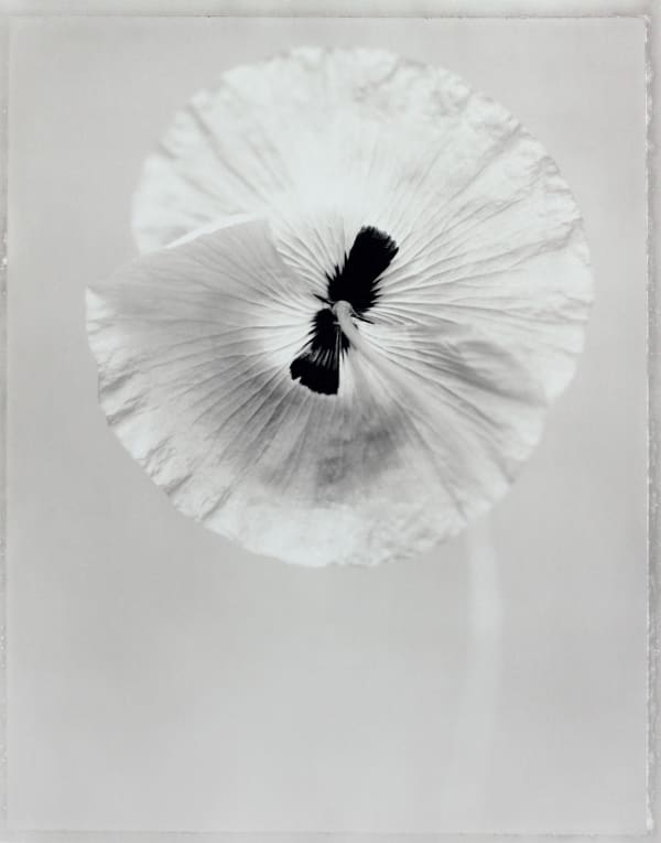 Ron Van Dongen, Papaver Commutatum, 1998