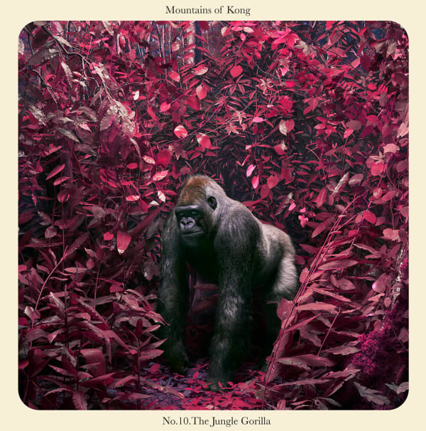 Jim Naughten, Jungle Gorilla, 2017