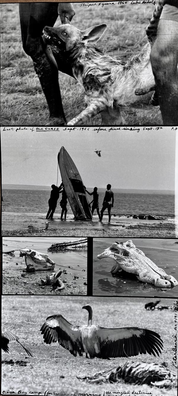 Peter Beard, Last Photo of 'The Curse', Alia Bay, Sept 1966