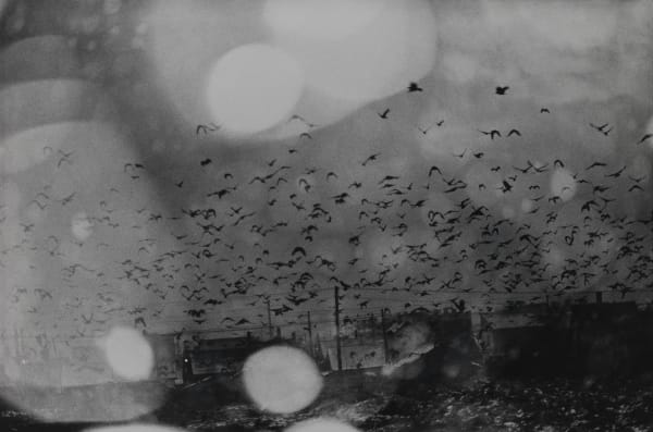 Masahisa Fukase, Untitled, from the Solitude of Ravens, 1975-1985