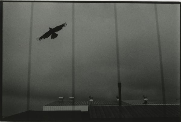 Masahisa Fukase, Untitled, from the Solitude of Ravens, 1975-1985