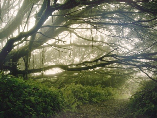 Simon Norfolk, “Mist Shrouded Trees”, Ascension Island: The Panopticon, 2003