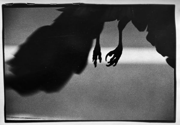 Masahisa Fukase, Shibuya Koen-dori, from Solitude of Ravens, 1982