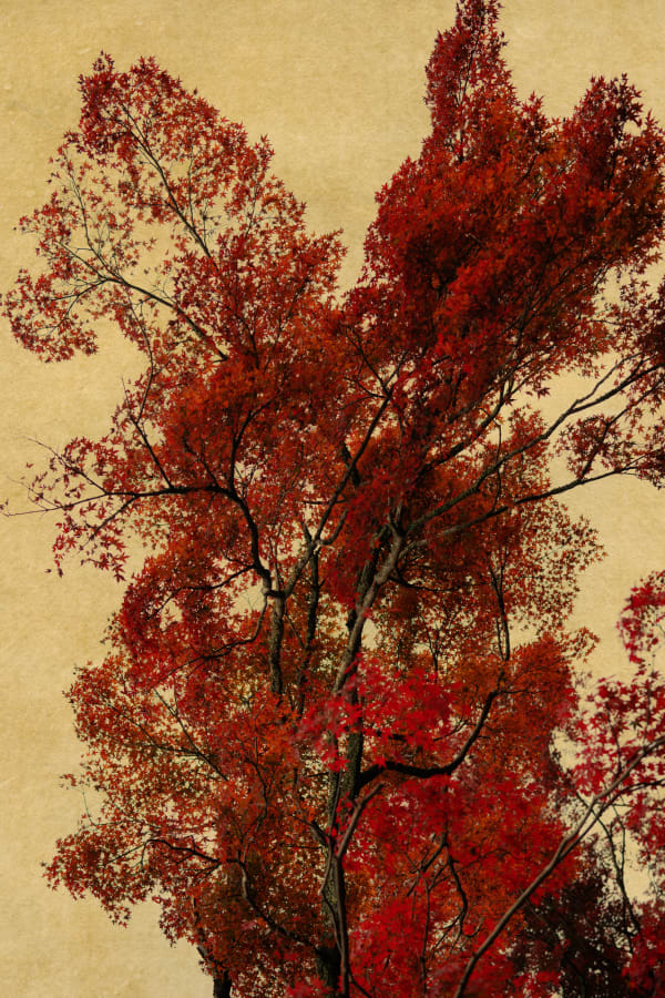 Albarrán Cabrera, The Mouth of Krishna, #804, 2019