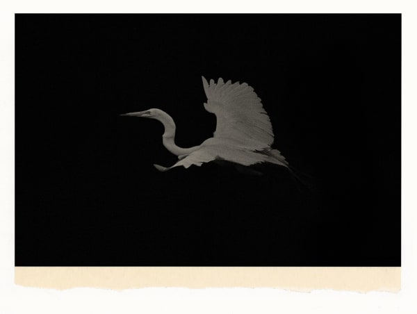 Wesley Stringer, Desire Path: Petals, Fins and Feathers #002, 2017