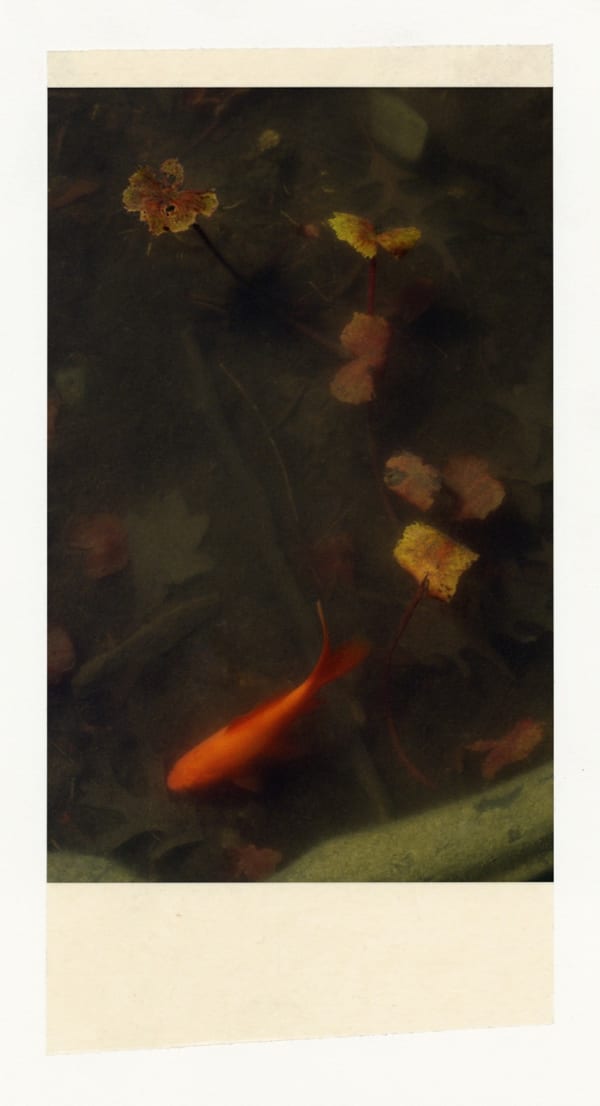 Wesley Stringer, Desire Path: Petals, Fins and Feathers #028, 2016