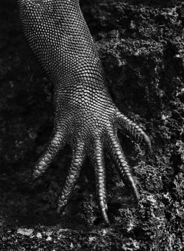 Sebastião Salgado, Marine Iguana, Rabida Island, The Galapagos, 2004