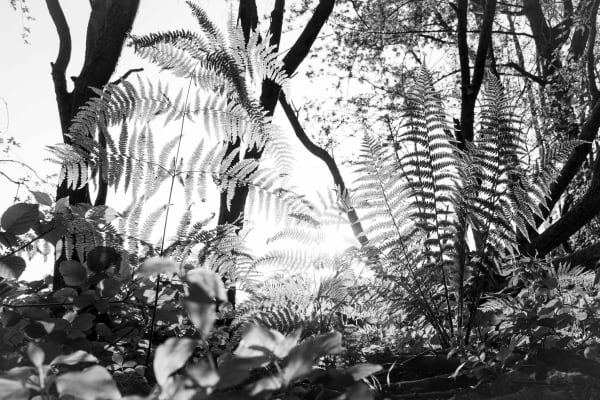 Mathieu Chaze, Fern, 2021