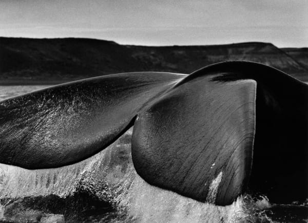 Sebastião Salgado, Southern Right Whale, Patagonia, Argentina, 2004