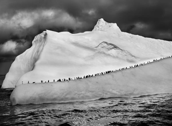 Sebastião Salgado, Chinstrap Penguins on an Iceberg, South Sandwich Islands, 2009