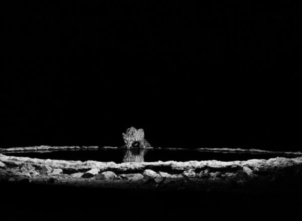 Sebastião Salgado, A leopard (Panthera pardus) in the Barab River Valley, Damaraland, Namibia, 2005