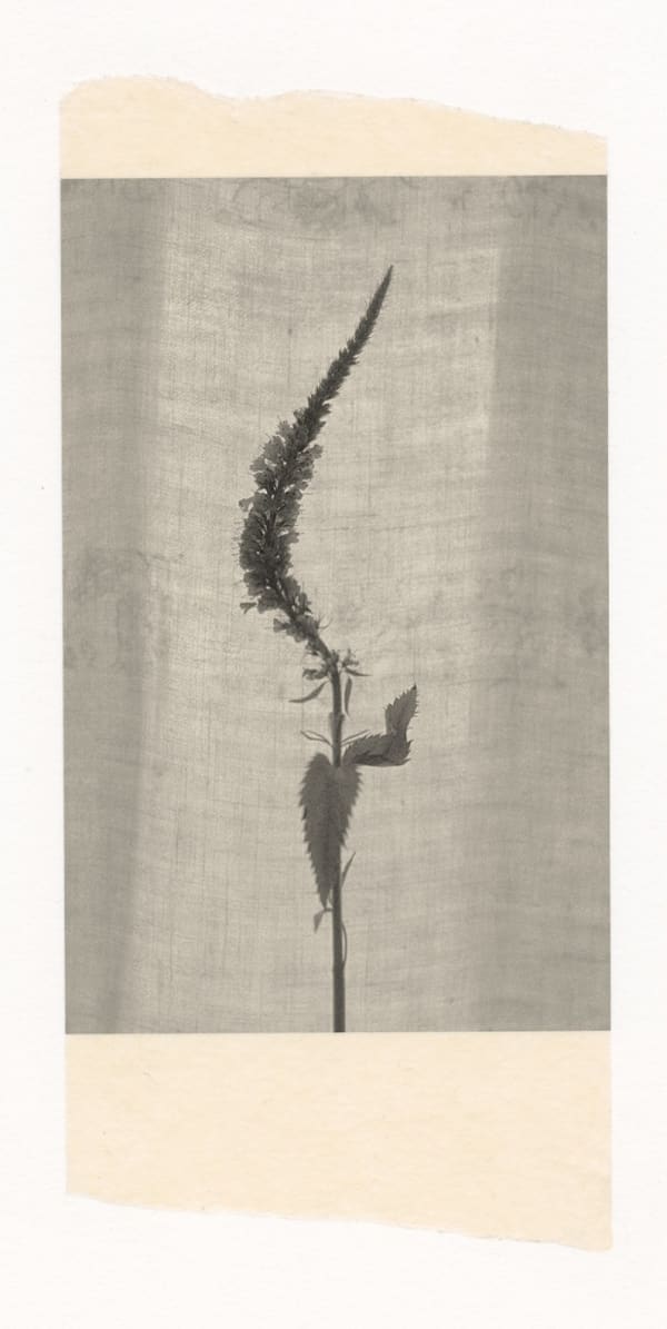 Wesley Stringer, Desire Path: Petals, Fins and Feathers #080, 2017