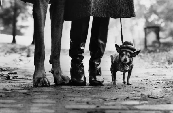 Elliott Erwitt, Dog Legs, New York, 1974