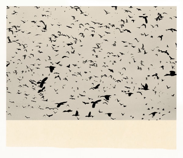 Wesley Stringer, Desire Path: Petals, Fins and Feathers #047, 2018