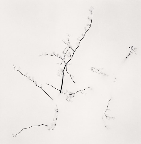 Michael Kenna, Itadori, Utanobori, Hokkaido, Japan, 2023