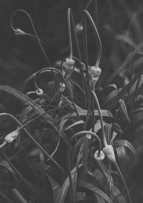 Chico Seay, Garlic Scapes, 2023