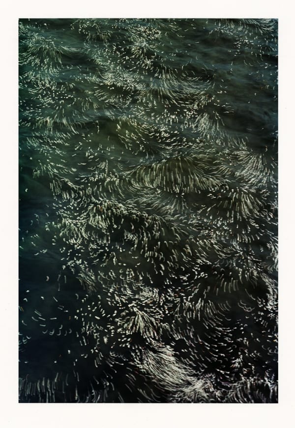 Wesley Stringer, Desire Path: Petals, Fins and Feathers #022, 2019