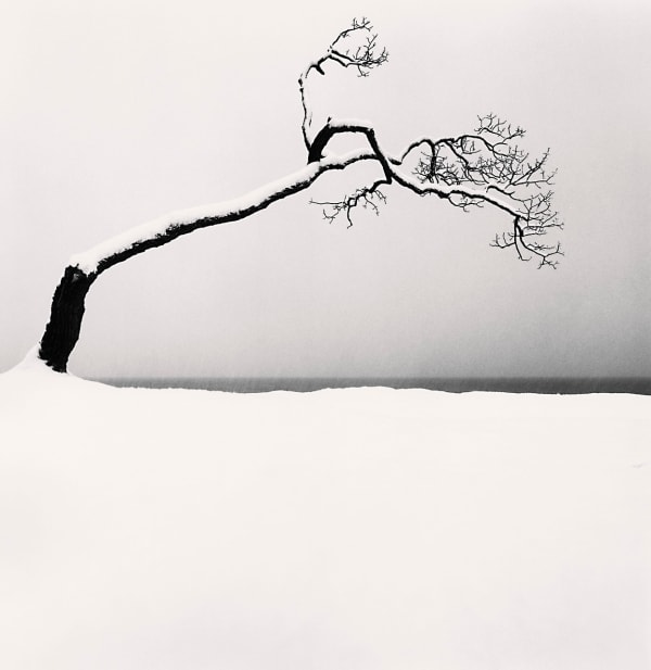 Michael Kenna, Kussharo Lake Tree, Study 2, Kotan Hokkaido, Japan, 2005, printed 2006