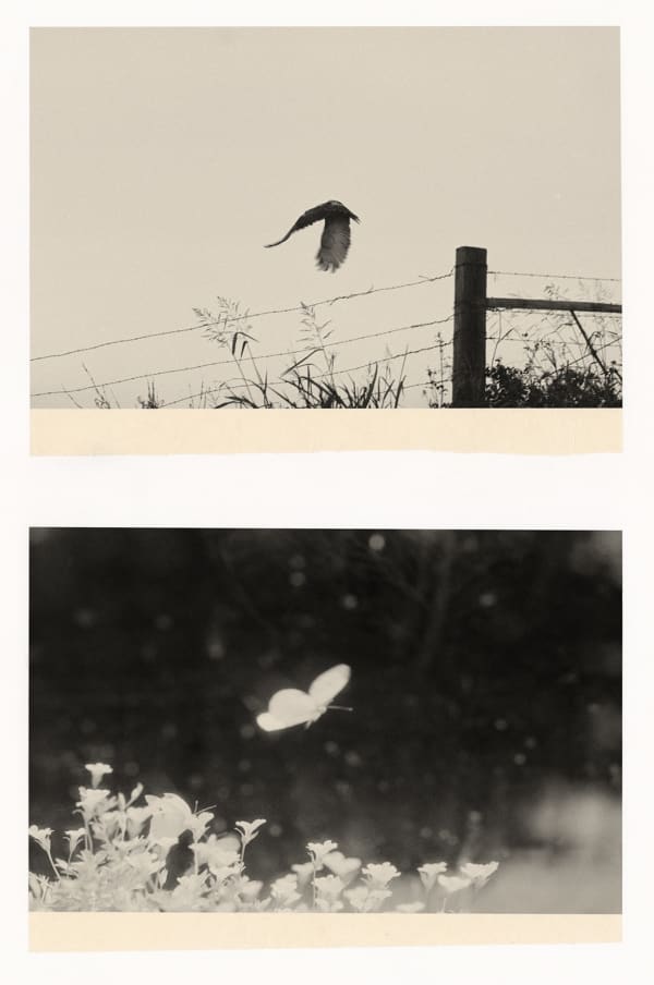 Wesley Stringer, Desire Path: Petals, Fins and Feathers #049, 2020
