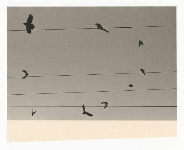 Wesley Stringer, Desire Path: Petals, Fins and Feathers #069, 2019