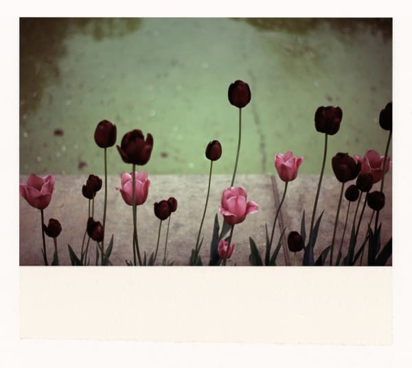 Wesley Stringer, Desire Path: Petals, Fins and Feathers #053, 2021