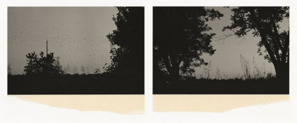 Wesley Stringer, Desire Path: Petals, Fins and Feathers #024, 2017