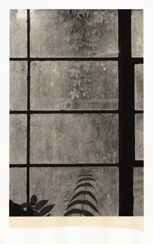 Wesley Stringer, Desire Path: Petals, Fins and Feathers #010, 2020