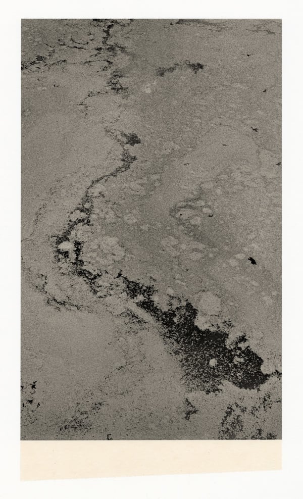 Wesley Stringer, Desire Path: Petals, Fins and Feathers #027, 2020