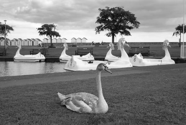 Roger A. Deakins, The Poser, Goodrington, 2021