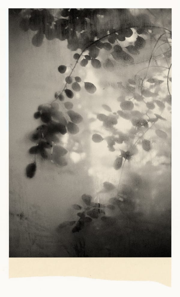 Wesley Stringer, Desire Path: Petals, Fins and Feathers #075, 2021