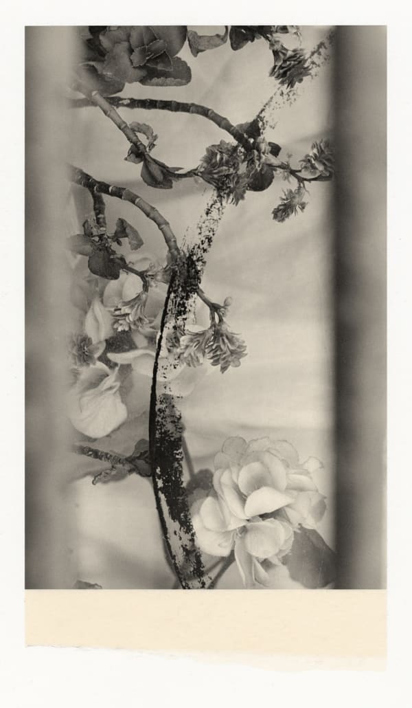 Wesley Stringer, Desire Path: Petals, Fins and Feathers #054, 2020