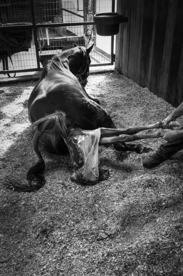 Richard Sharum, Birth of a Colt, Stephenville, Texas, 2021