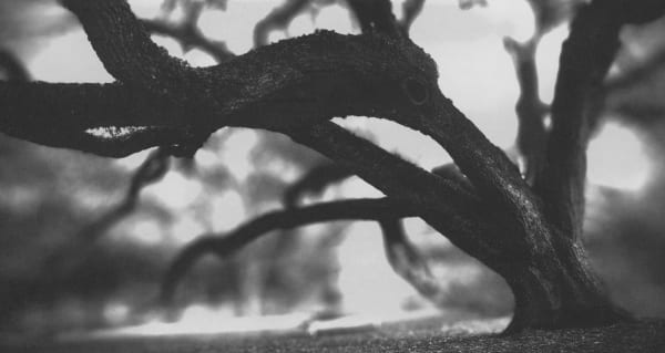 Chico Seay, Menil Tree