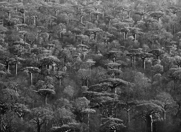 Sebastião Salgado, Adansonia grandidieri, Makay Range, Madagascar, 2010