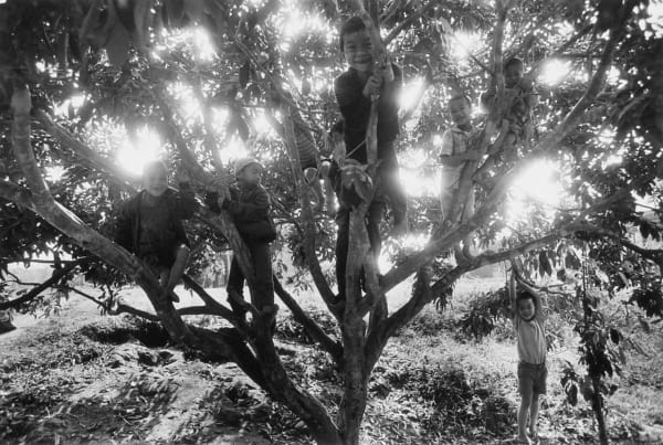 Sebastião Salgado, Children in a Tree, Thailand, 1987