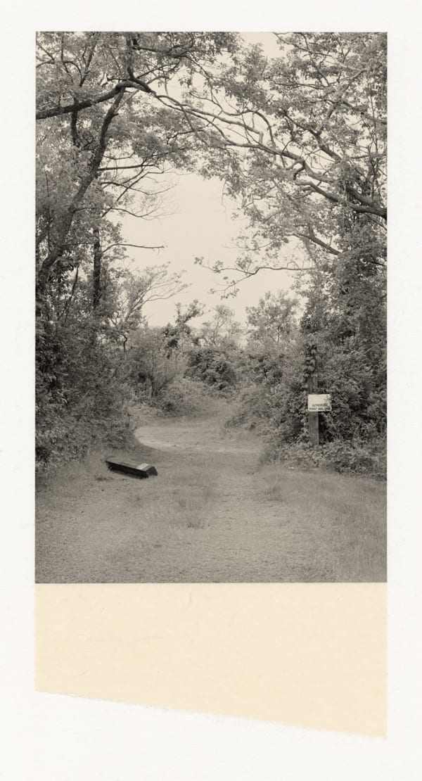 Wesley Stringer, Desire Path: Petals, Fins and Feathers #078, 2020