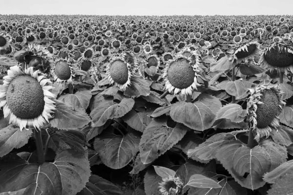 Richard Sharum, Sunflower Field, Gann Valley, South Dakota, 2023