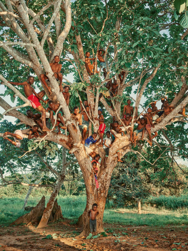 Pieter Henket, The Story Tree, 2017