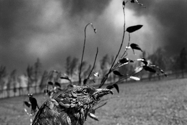 Sebastião Salgado, Kuwait - A Desert on Fire Portfolio, 1991
