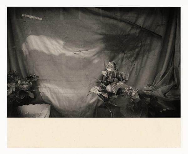 Wesley Stringer, Desire Path: Petals, Fins and Feathers #003, 2019
