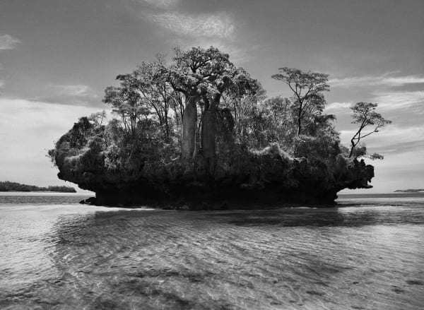 Sebastião Salgado, Baobab trees on a mushroom island in Bay of Marimba, Madagascar, 2010