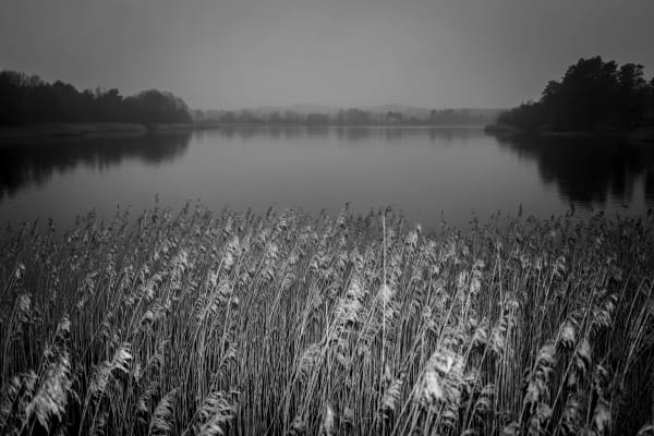 Mathieu Chaze, Reeds, 2021