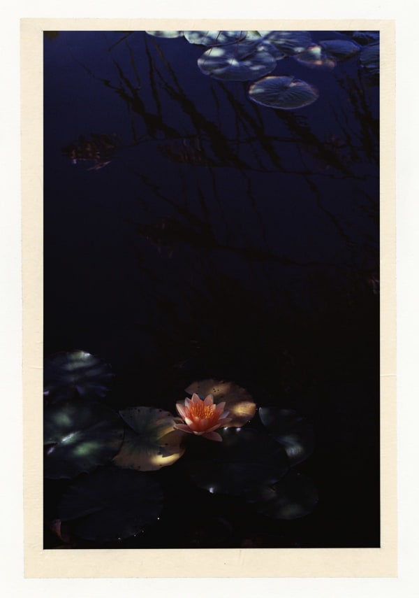 Wesley Stringer, Desire Path: Petals, Fins and Feathers #030, 2016