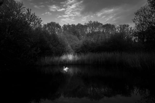 Mathieu Chaze, Swan Lake, 2020