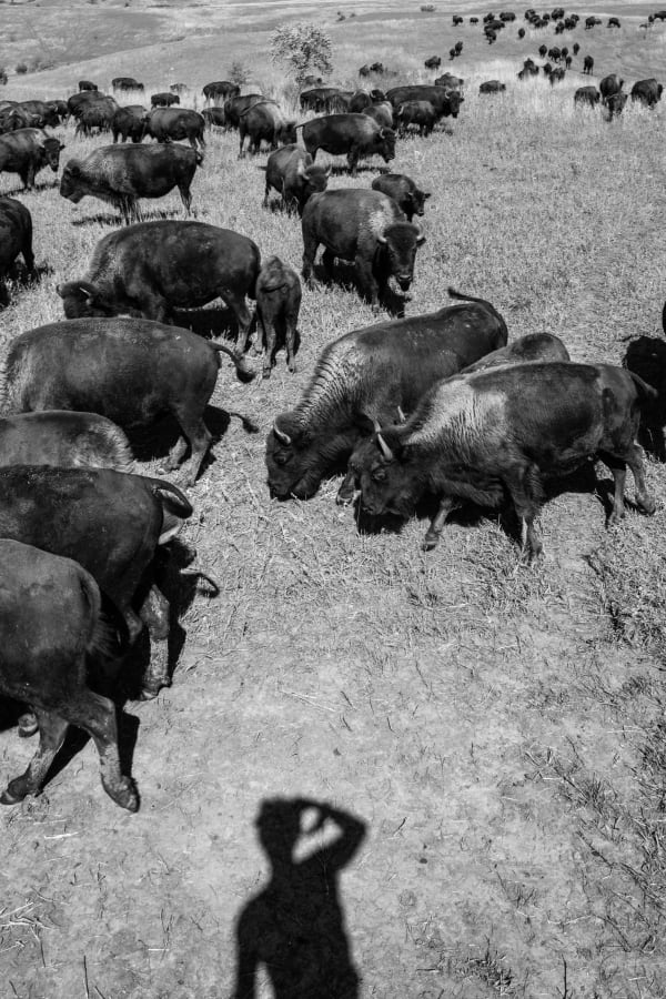 Richard Sharum, Buffalo Herd. Yankton Sioux Reservation, South Dakota, 2023
