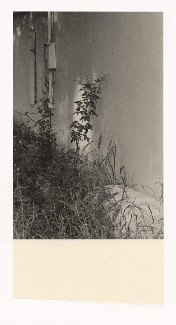 Wesley Stringer, Desire Path: Petals, Fins and Feathers #004, 2016