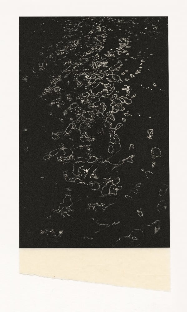 Wesley Stringer, Desire Path: Petals, Fins and Feathers #021, 2018