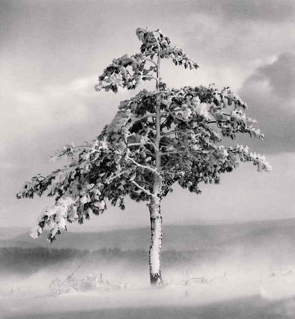 Michael Kenna, Tree in Snowdrift, Yangcao Hill, Wuchang, Heilongjiang, China, 2011